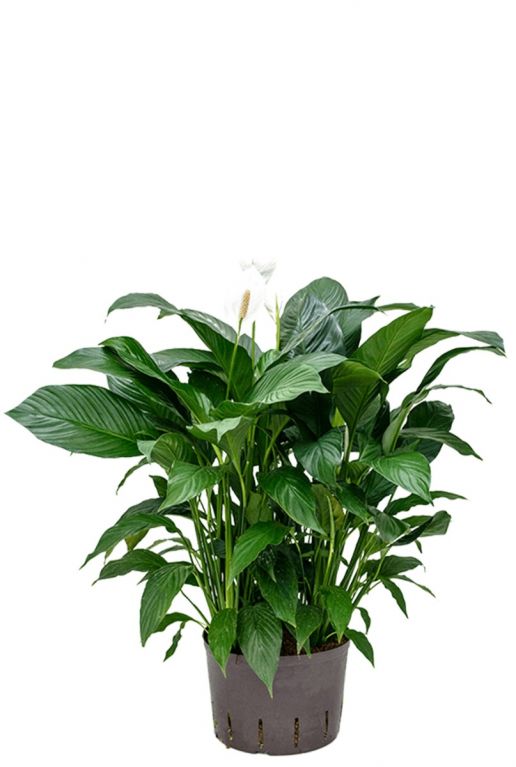 Spathiphyllum gokyo hydrokulturpflanze