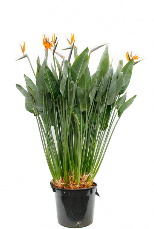 Strelitzia-reginae-zimmerpflanze