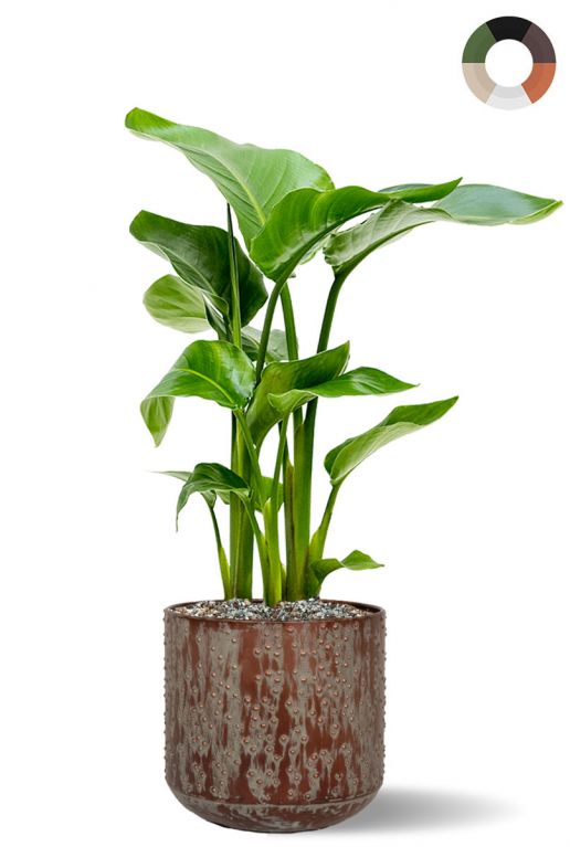 Strelitzia im topf 1