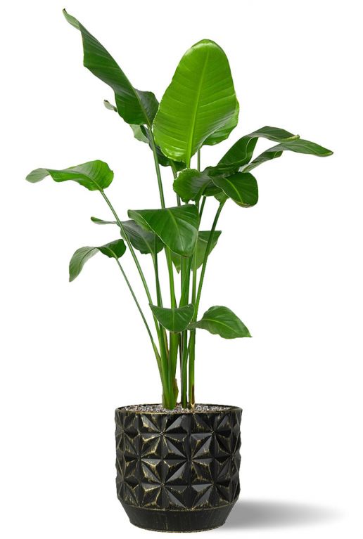 Strelitzia in schonem ubertopf 1