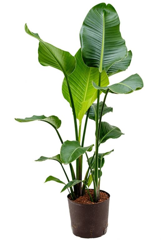 Strelitzia nicolai Hydroponische Pflanze