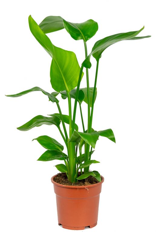 Strelitzia pflanze