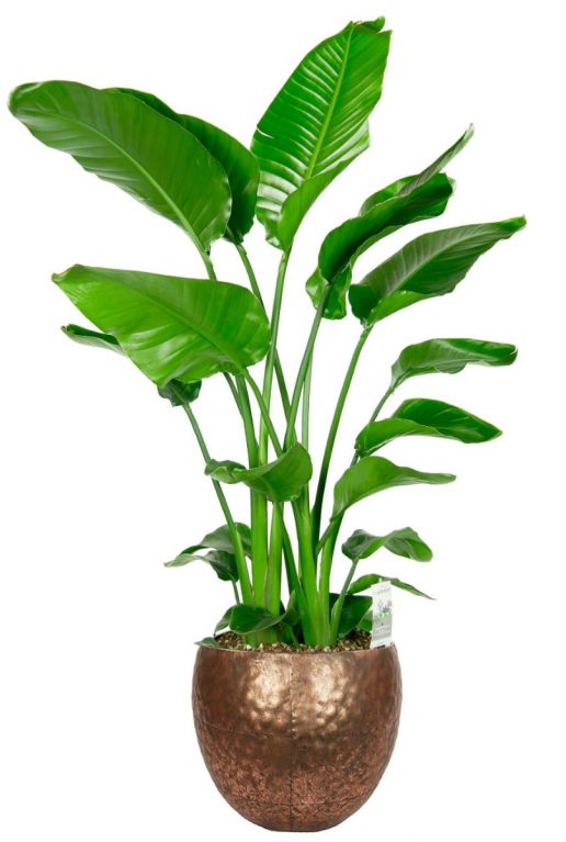 Strelitzia beliebte Pflanze