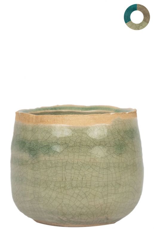 Ter-steege-iris-grun-8cm