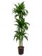 Dracaena hawaiian sunshine hydrokulturpflanze