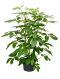 Schefflera amate hydrokulturpflanze