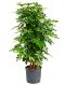 Schefflera gold capella
