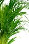 Areca palm kopen in webshop van 123planten