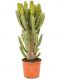 Euphorbia zoutpansbergensis kaktus