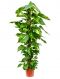 Scindapsus Aureum