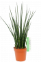 Sansevieria Fernwood  zimmerpflanze