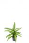 Aglaonema cutlass kolbenfaden zimmerpflanze