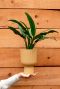 Aglaonema cutlass Pflanze