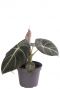 Alocasia black velvet pflanze