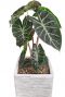 Alocasia kamerplant in pot