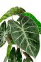 Alocasia plant