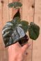 Alocasia yucatan princess pflanze