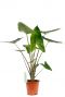 Alocasia Zebrina Zimmerpflanze kaufen online