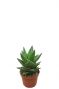 Aloe mitriformis plant