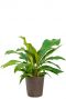 Anthurium jungle bush hydrokulturpflanze