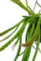 Aporocactus melanie plant