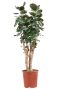 Aralia fabian