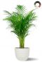 Areca im weissen topf
