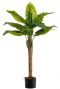 Bananenboom zijdeplant