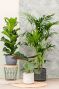 Baq plantenbakken angle 3