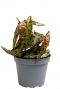 Begonia amphioxus Punkte
