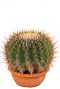 Echinocactus ingens   Kaktus
