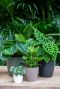 Billige-blumentopfe-kunststoff-san-remo  4