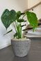 Blumentopf beton 5