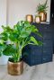 Blumentopf gold arwin1 4