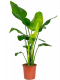 Buropflanze-strelitzie