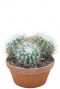 Cactus-echinocactus-grusonii-bol