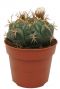 Cactus-gymnocalycium-saglione-klein