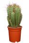 Cactus-neocardenasia-herzogiana