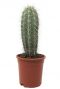 Kaktus-pachycereus-pringlei