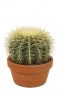 Kaktus echinocactus grusonii