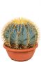 Cactus ferocactus glaucescens