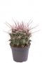 Cactus ferocactus staniesii