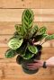 Calathea angela zimmerpflanze