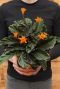 Calathea crocata zimmerpflanze orange Blüten
