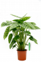 Calathea Leopardina zimmerpflanze