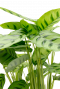Calathea Leopardina frisch grüne blätter