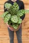 Calathea makoyana zimmerpflanze