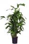 Caryota mitis pflanze