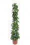 Cissus rotundifolia zimmerpflanze