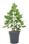 Clusia rosea plant 1